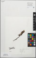 Foto von Salix waldsteiniana Willd.